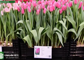 Tulipa Jumbo Pink ® (1)